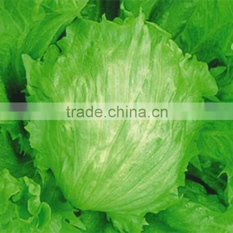 2016 Chinese decorative round shape green iceberg lettuce
