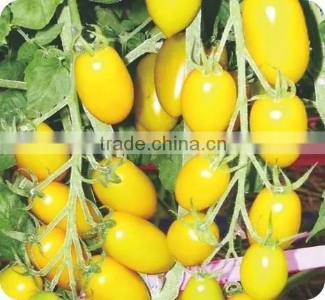 Hybrid small yellow Tomato Seeds for sale-Yellow Angel
