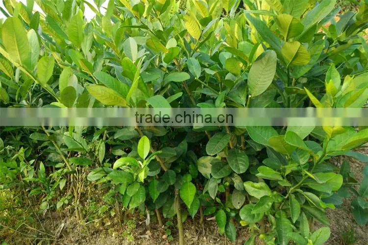 lemon tree seedling