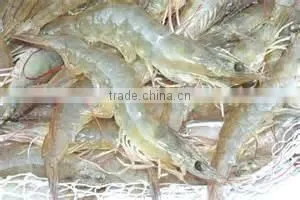Frozen Shrimp Price