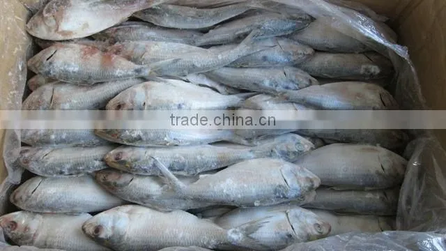 FROZEN SARDINE