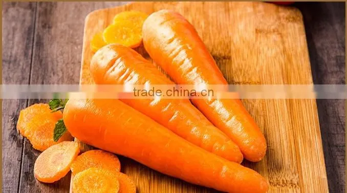 Newest crop Chinese fresh carrots for sale