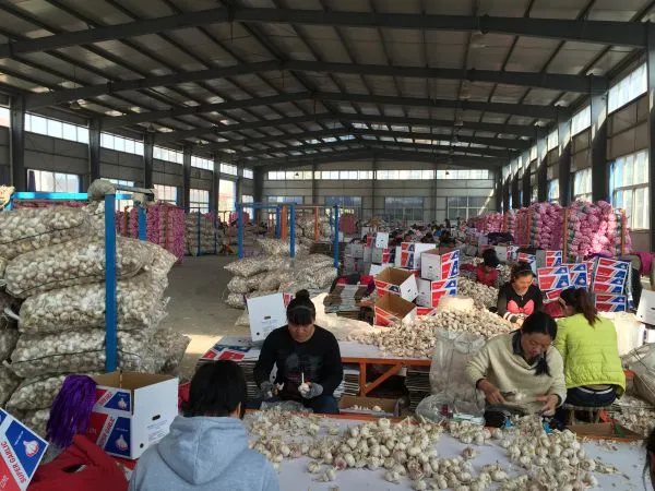 Pioneer Garlic Group company overview - view 4