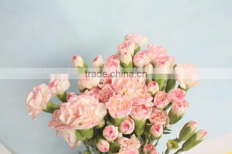 Good smell crazy selling 2015 hottest fresh carnation flower