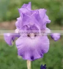 100% Pure & Natural, Lavender Oil, GMP / ISO
