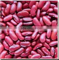 Green Mung Beans In China
