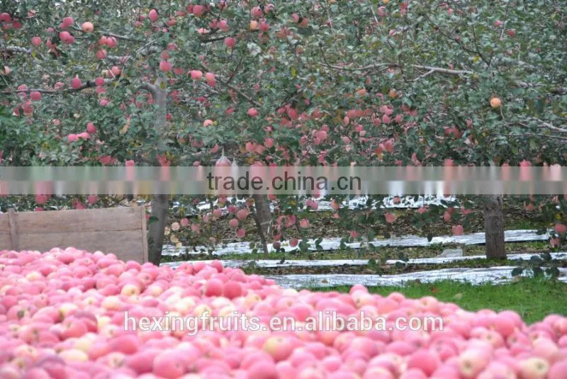 Matured apple fruits Variety and fresh fruits Type mature whole fuji apples