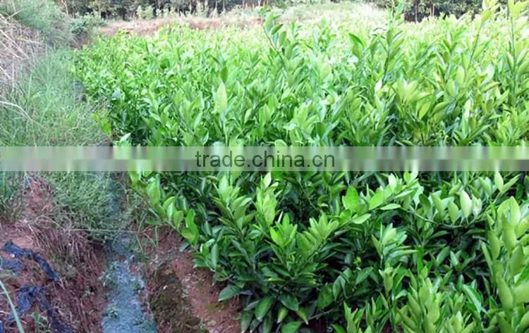fresh orange tree seedling