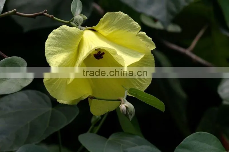 Hibiscus tiliaceus L.