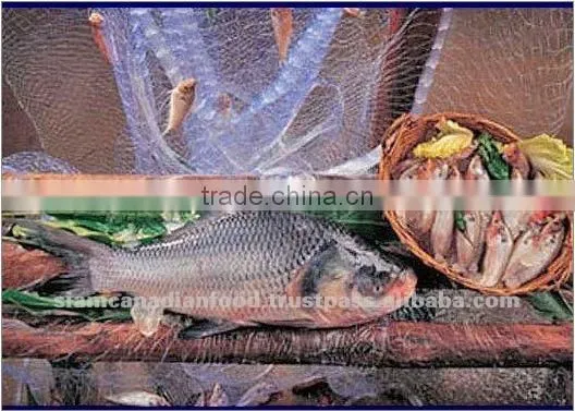 Vietnam High Quality Edible Sea Bass