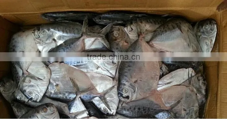 frozen moonfish 200-300g/pc whole round Mene Maculata