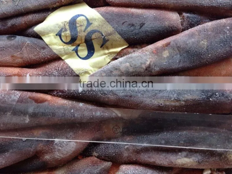 Illex Squid Seafrozen
