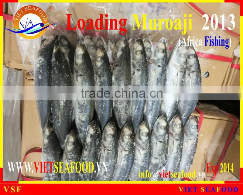 LOADING MUROAJI FOR TUNA BAIT
