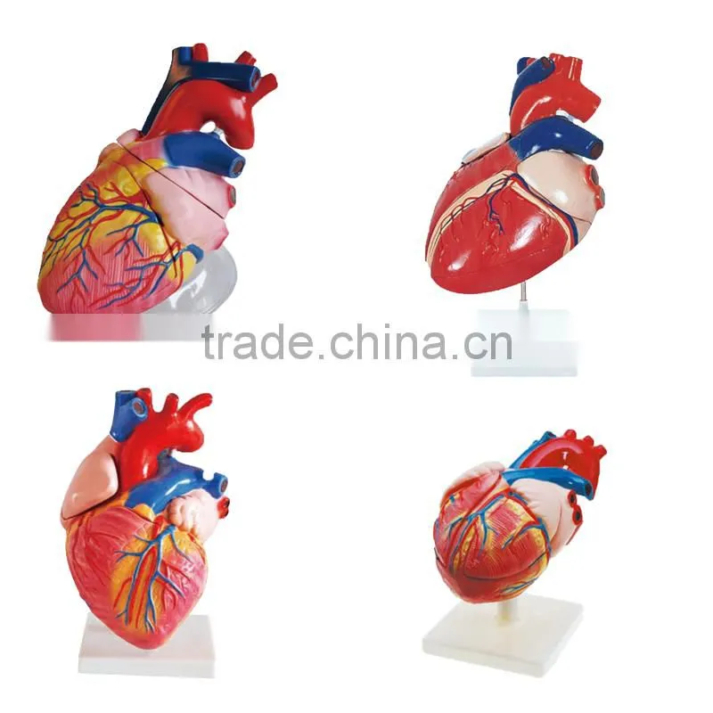Human Heart Anatomical Model