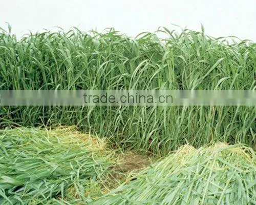 Oat hay