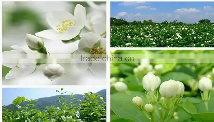 Natural Jasmine Green Tea Extract ,Good taste jasmine green tea