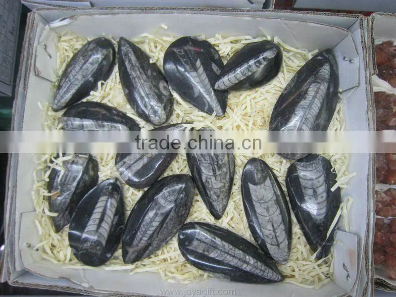 fossil Gemstone Collection