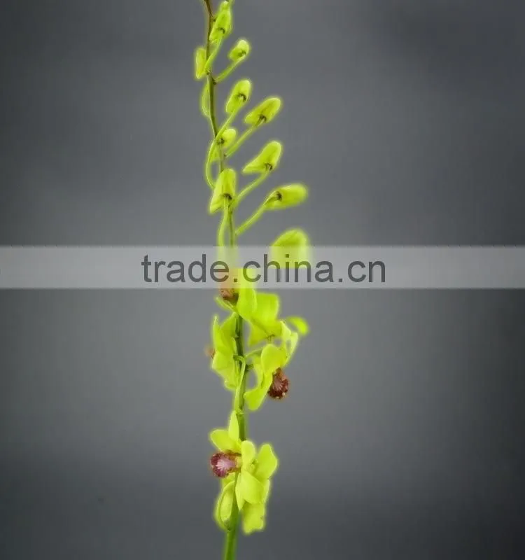 Super quality hot sale mini wholesale violet orchid cattleya