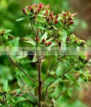 Natural Spikenard Oil
