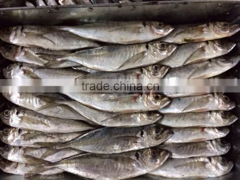 frozen big eye round scad