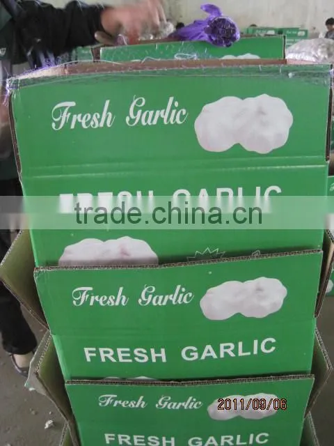 China natural fresh garlic price from Cold Storage