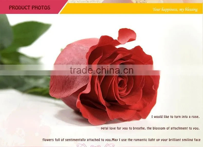 Export cut fresh flower of red rose flower from china