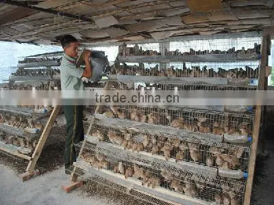 Promotion Layer Quail Cages For Sale Cheap