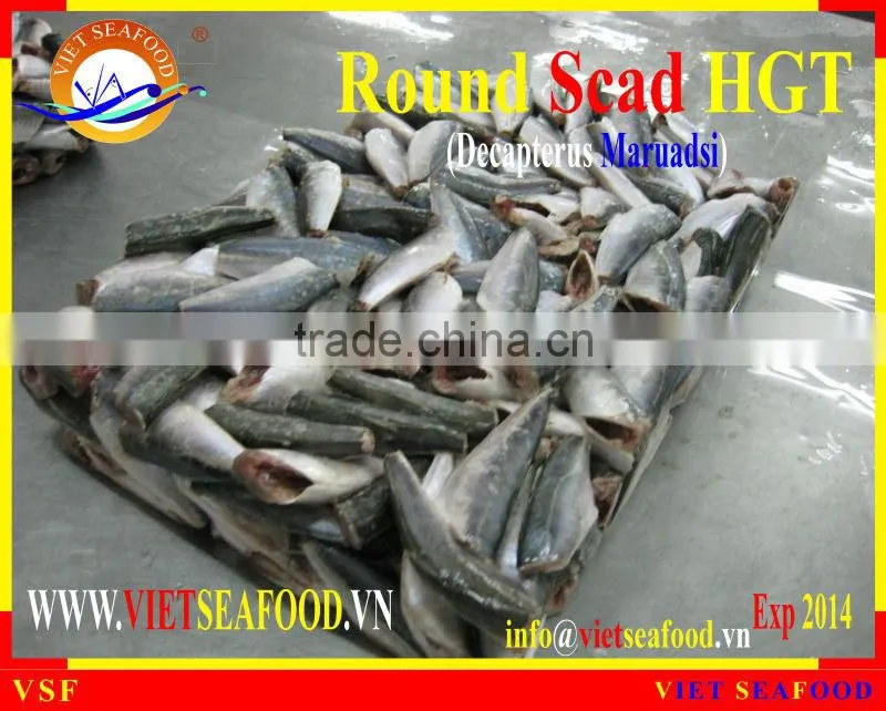 FROZEN ROUND SCAD HGT