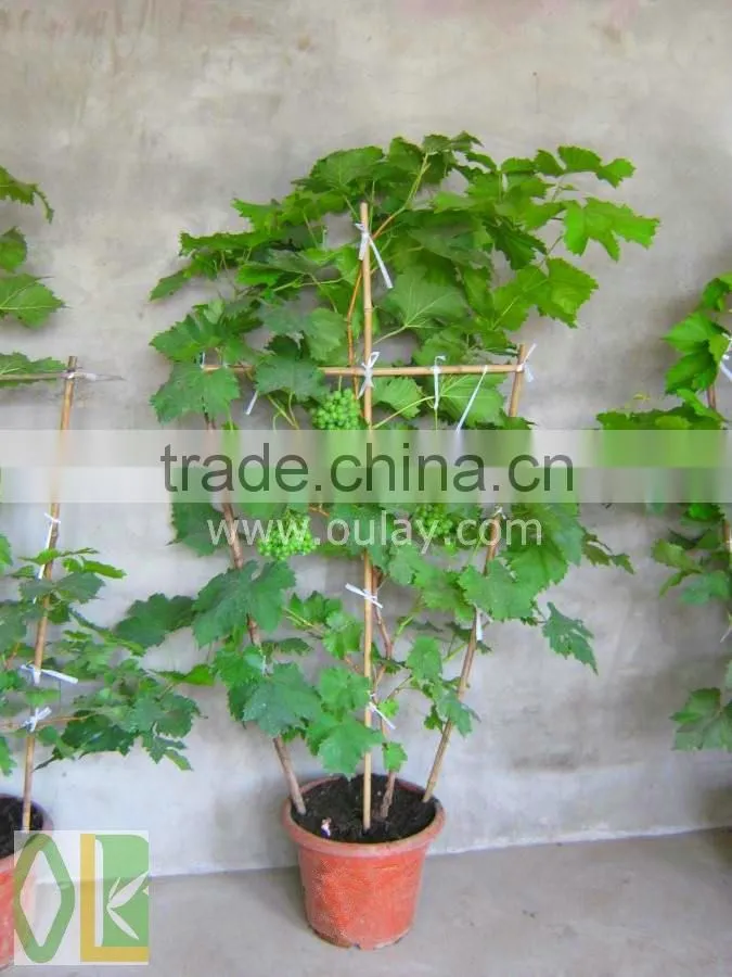 Cheap make bamboo garden trellis,bamboo cane trellis