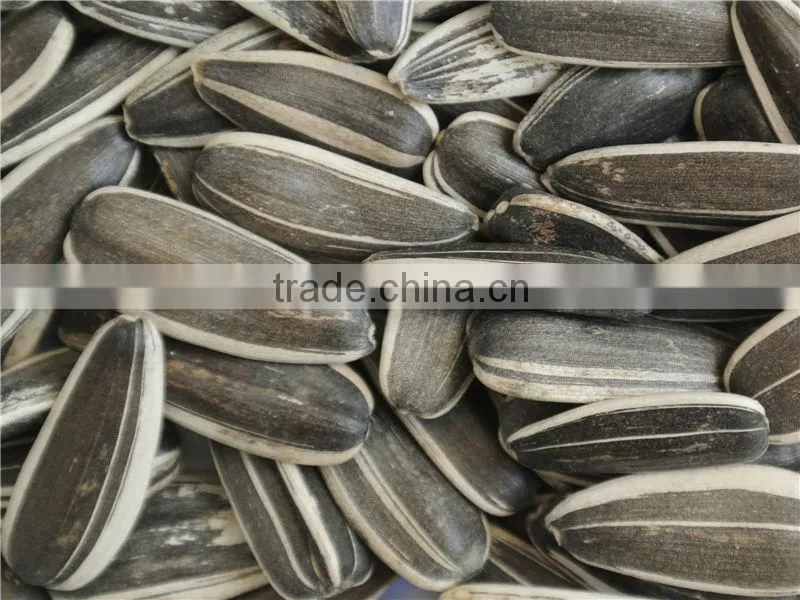 sunflower seed long type 5009