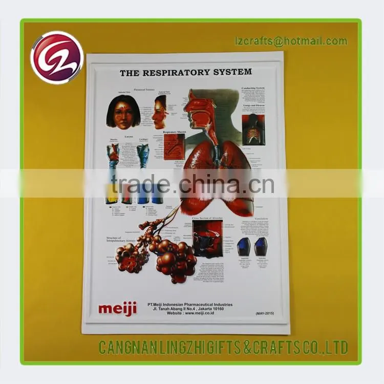 China factory custom anatomical medical chart