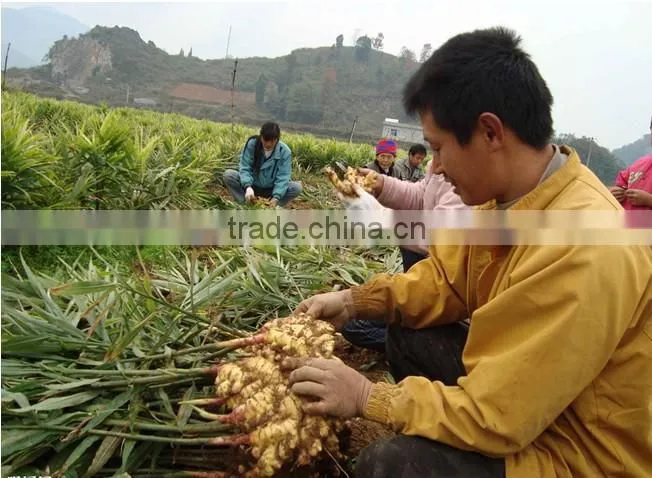 Fresh ginger price price