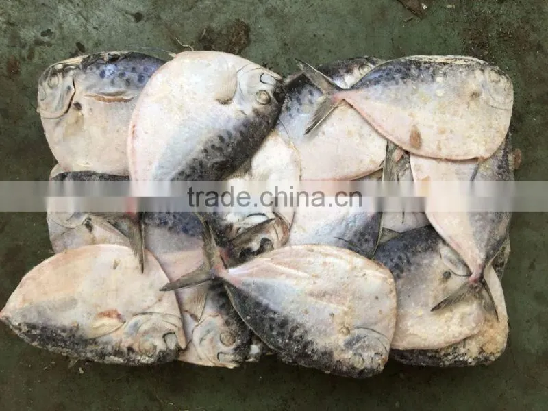 2016 China frozen whole round good quality Moon Fish 150-200g/pcs