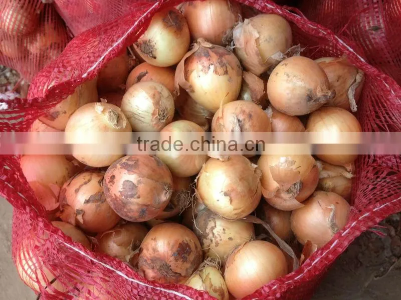 Fresh Onion Export to Dubai