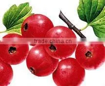 Sell High Quality Hawthorn Berries Capsule Flavonoids