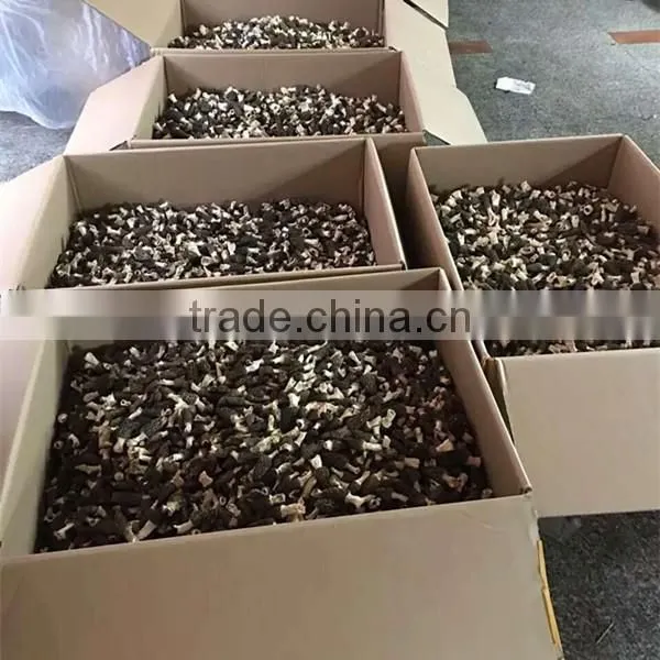 Price of Black Morel Mushroom, Dry Cultivating Morel Mushrooms from Morel Mushroom Farm