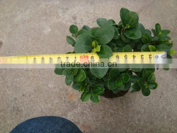 Ficumsicrocarpa bonsai Genseng ficus