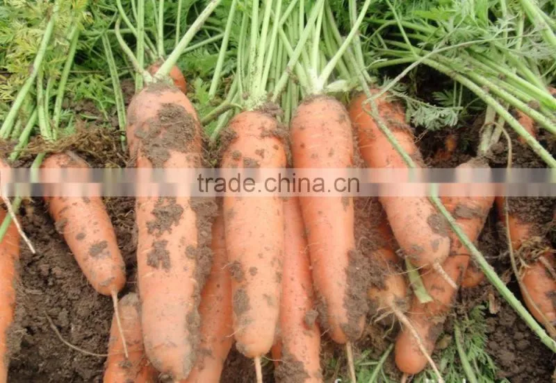 wholesale baby carrots with good price
