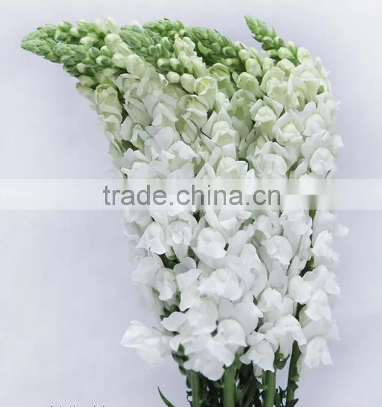 Fashionable top sell white snapdragon flower