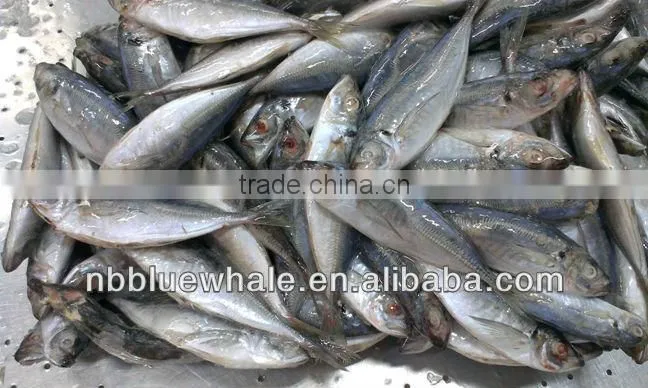 New Ningbo frozen fish brand canned mackerel