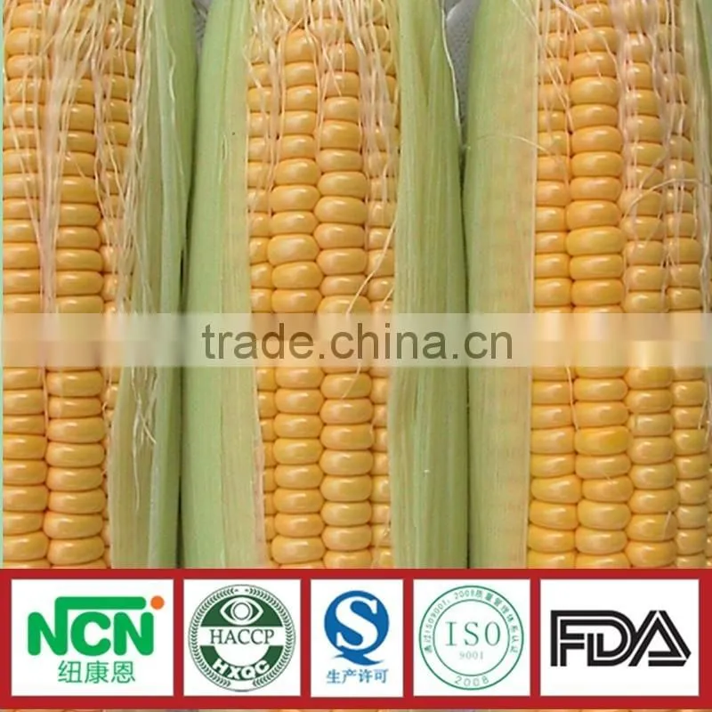 Non Gmo Vacuum Sweet Corn