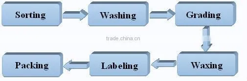 Hot sale high automatic fruit and vegetable cleaning line
