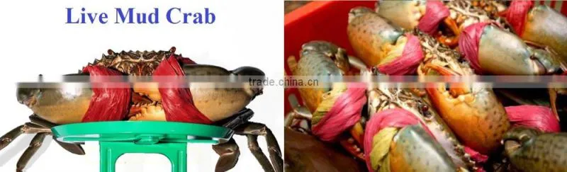 LIVE Mud Crab Vietnam: Male, Female, Egg Mud Crab