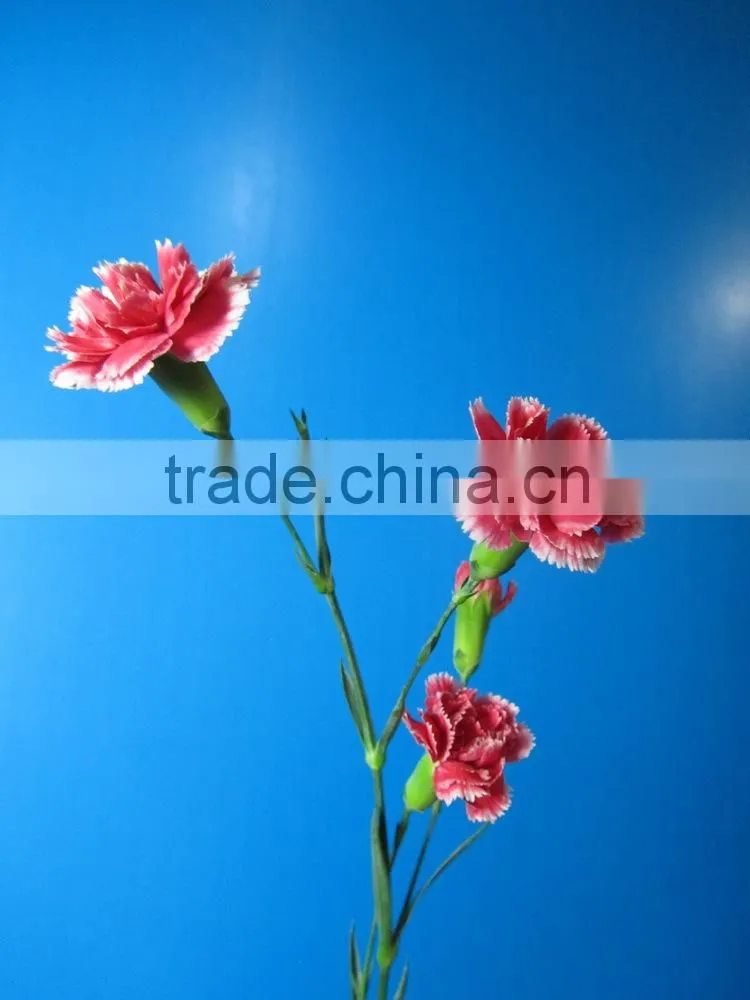 Alibaba china factory direct garden bridal carnation decor