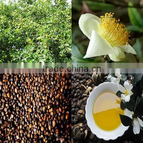 High Quality China Manufacturer oil tea camellia seed oil