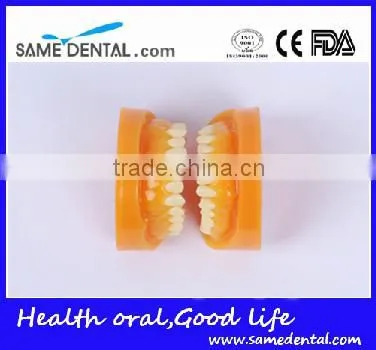 Double-Color dentition model school education teaching model