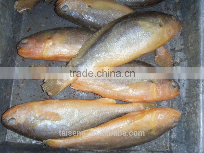 Whole Round Fresh Croaker Seafood Frozen Yellow Croaker fish