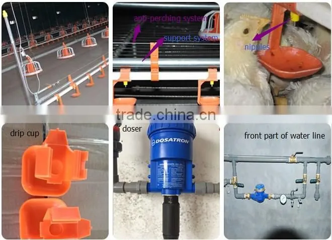 automatic rearing breeders chicken farm equipment