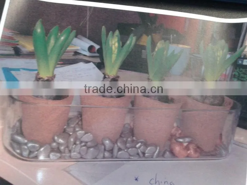 cheap handmade hyacinth glass vase flower pot