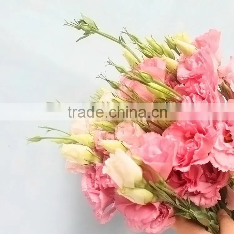 Excellent quality best sell fresh cut colorful eustomas